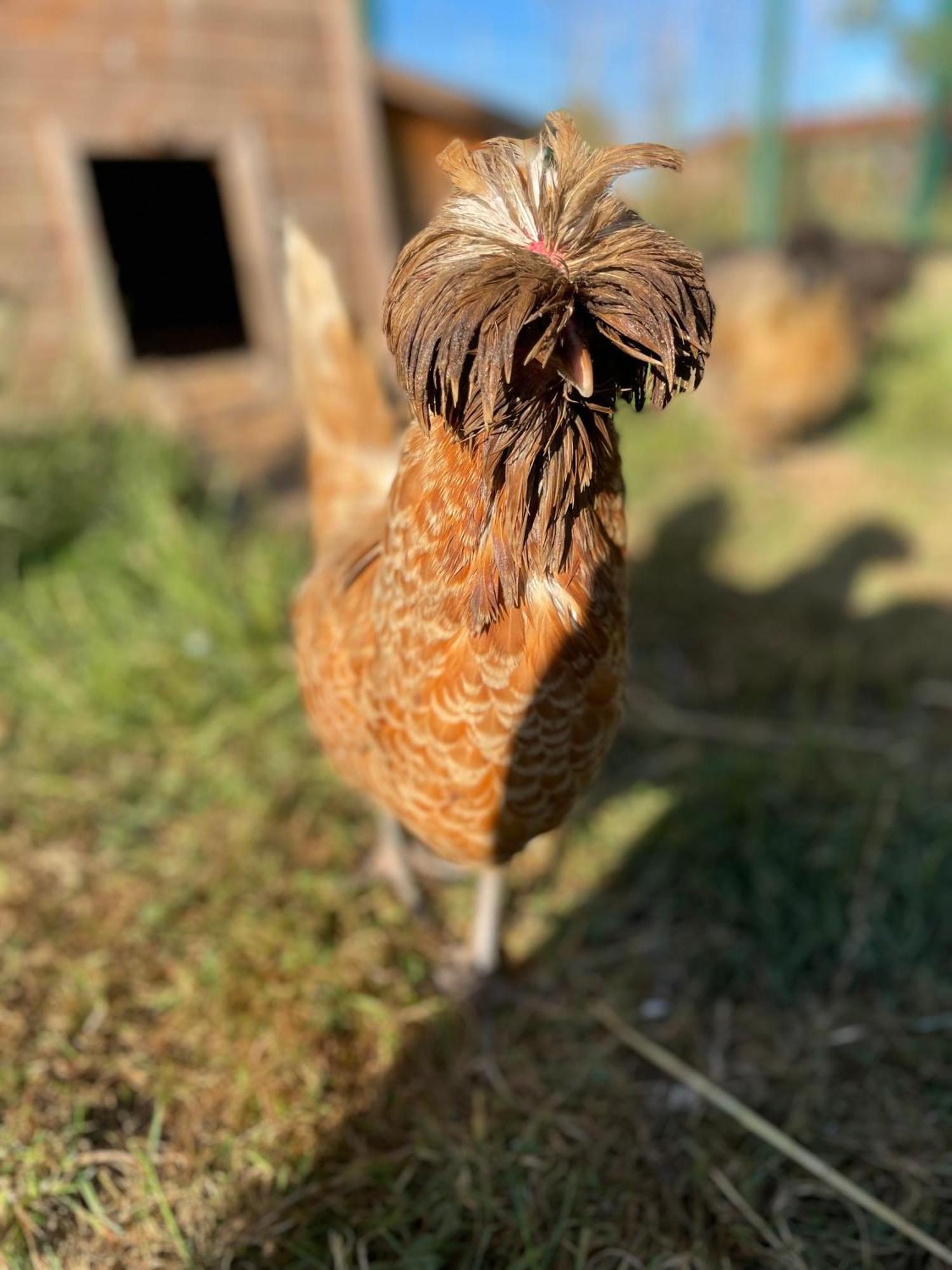 La Ferme Du Paradis Merris ภายนอก รูปภาพ