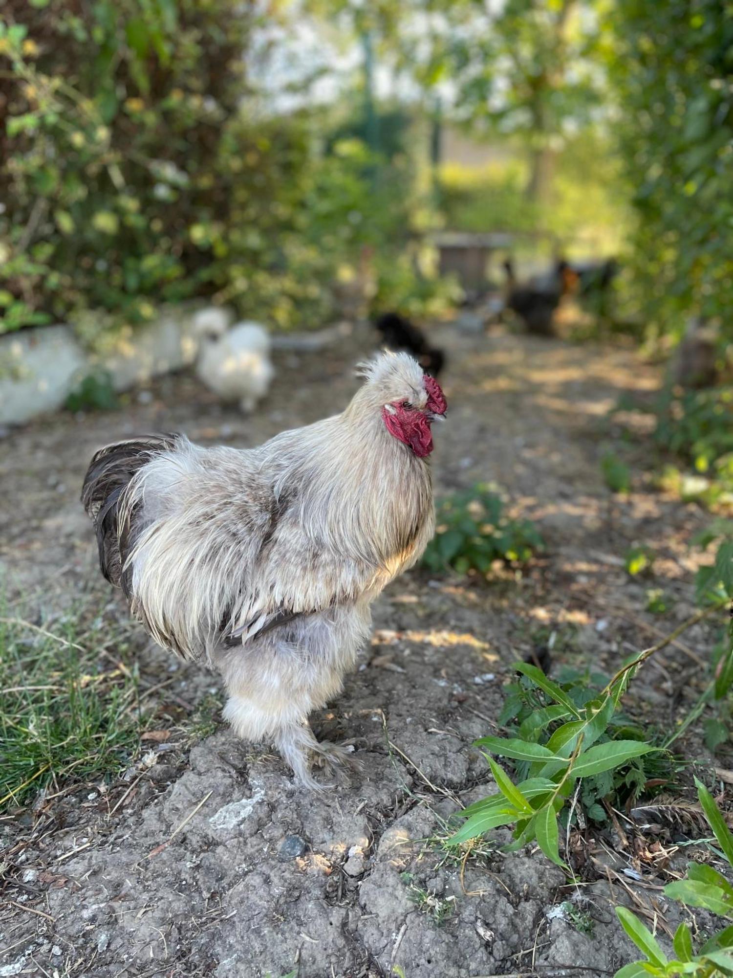 La Ferme Du Paradis Merris ภายนอก รูปภาพ