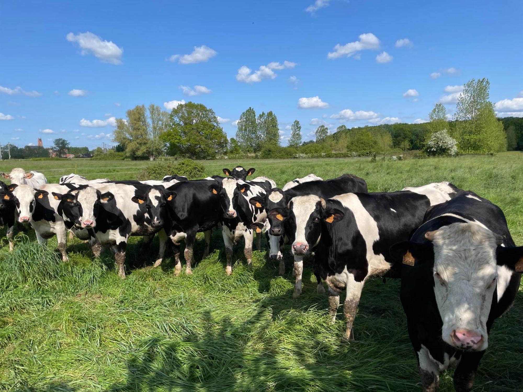 La Ferme Du Paradis Merris ภายนอก รูปภาพ