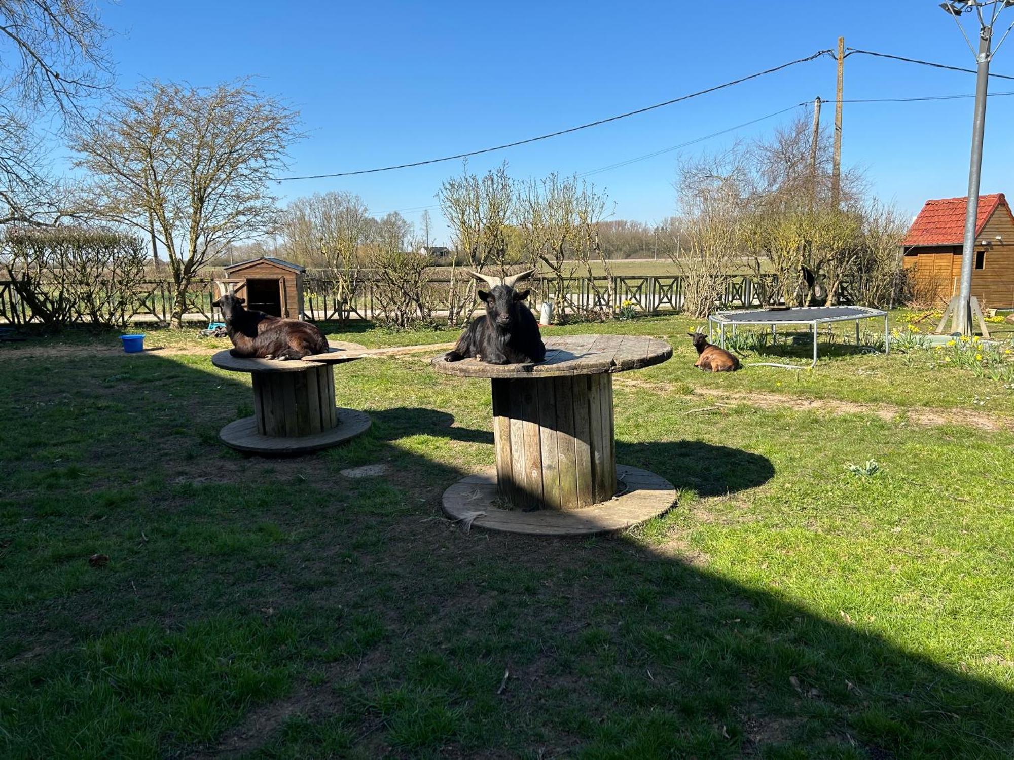 La Ferme Du Paradis Merris ภายนอก รูปภาพ